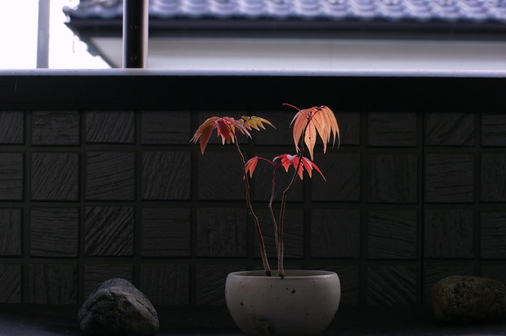 ハゼ-Oct.26.2013