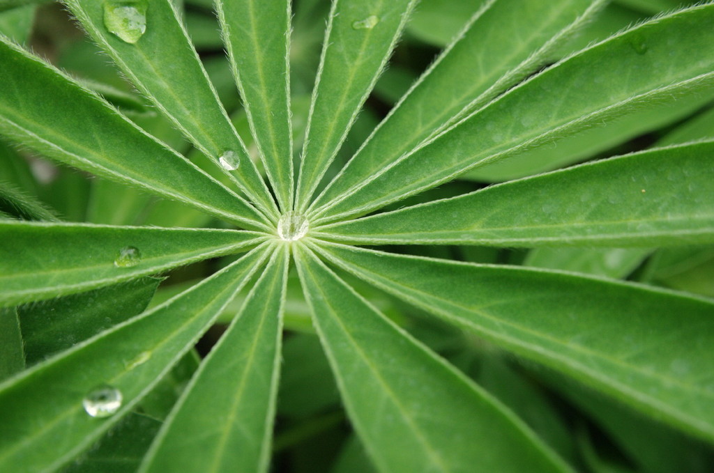 Radial Leaf
