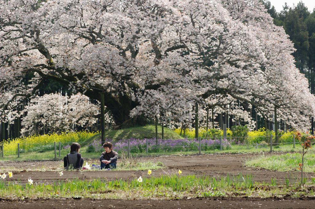 お花見