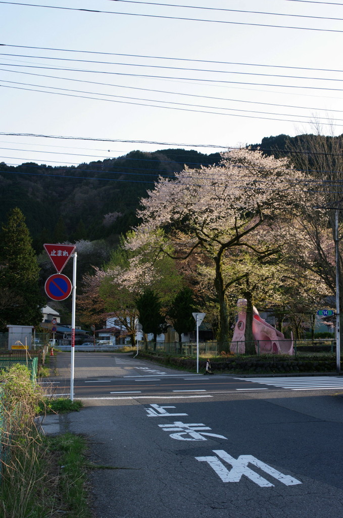 公園の桜