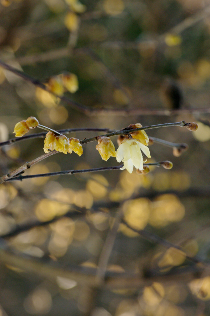 Winter Sweet