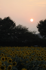 夕陽とひまわり畑