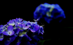紫陽花でひとやすみ