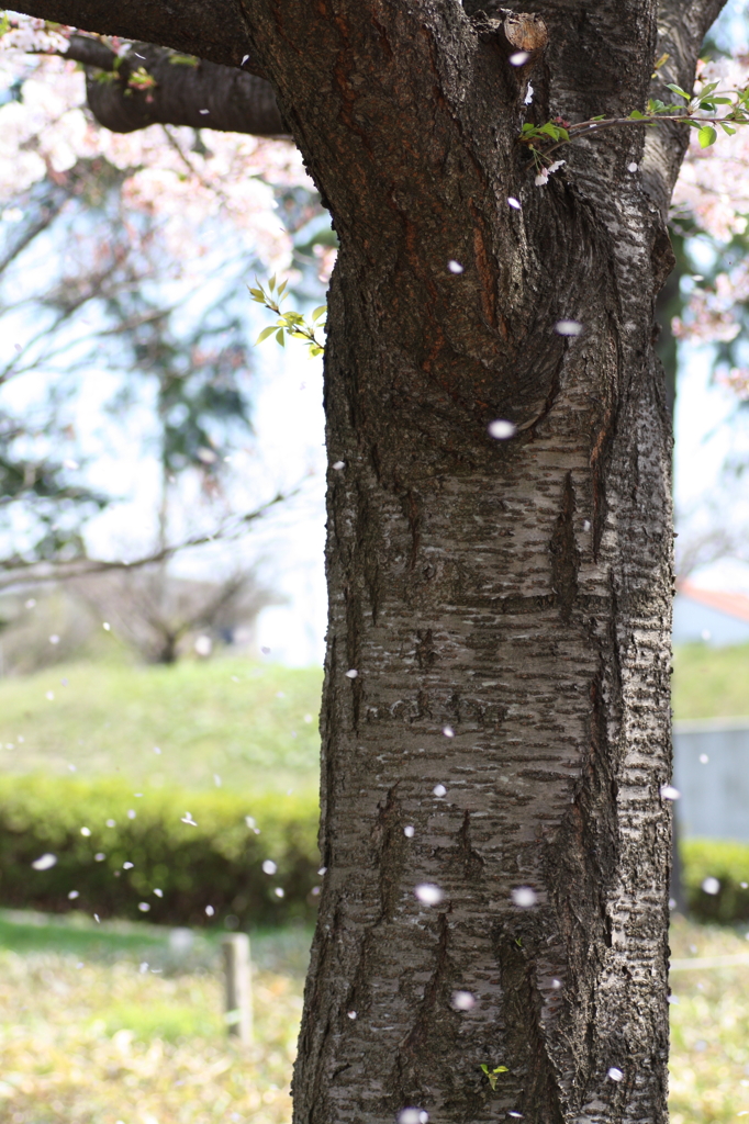 桜色の雪