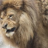ライオン