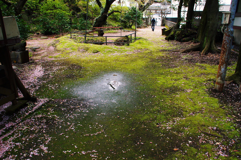 コケの絨毯
