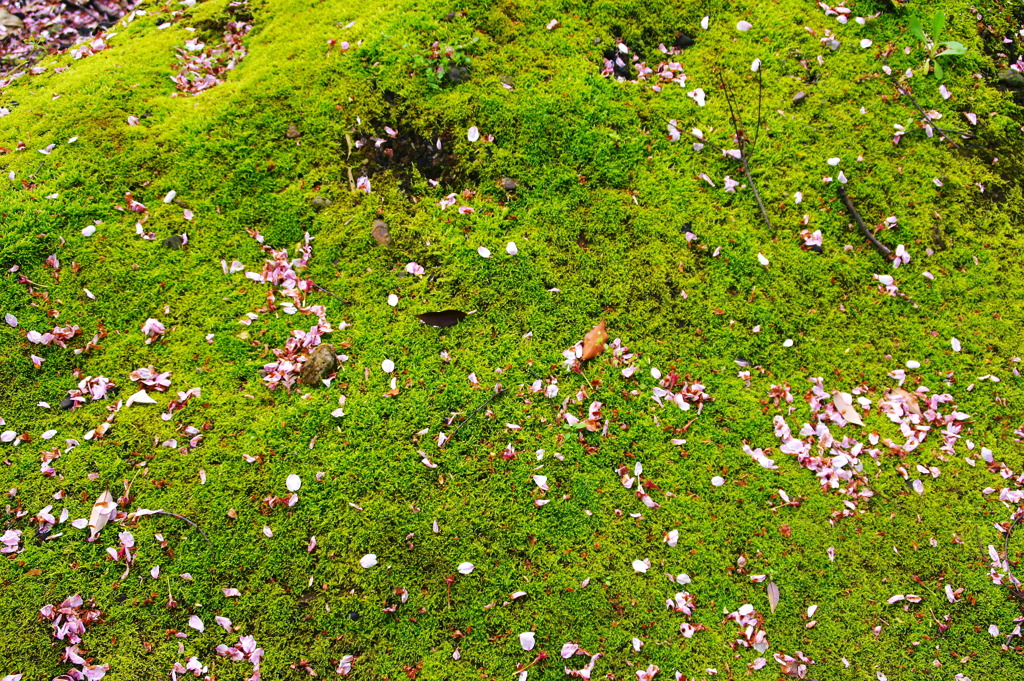 苔絨毯