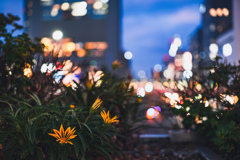 都市の花壇