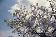 SAKURA FILM（桜をフィルムで）その1