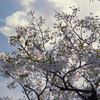SAKURA FILM（桜をフィルムで）その1