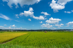 日本の夏ですな