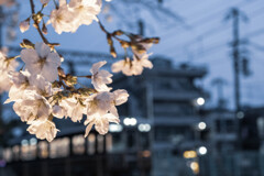 桜と阪急電車