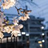 桜と阪急電車