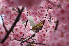 メジロもお花見