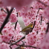 メジロもお花見