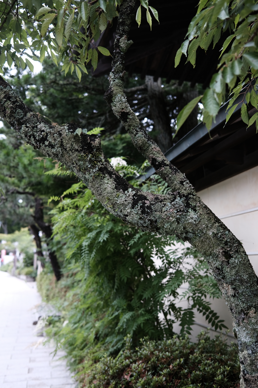 苔の衣装を着た街路樹