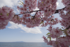海と島と河津桜