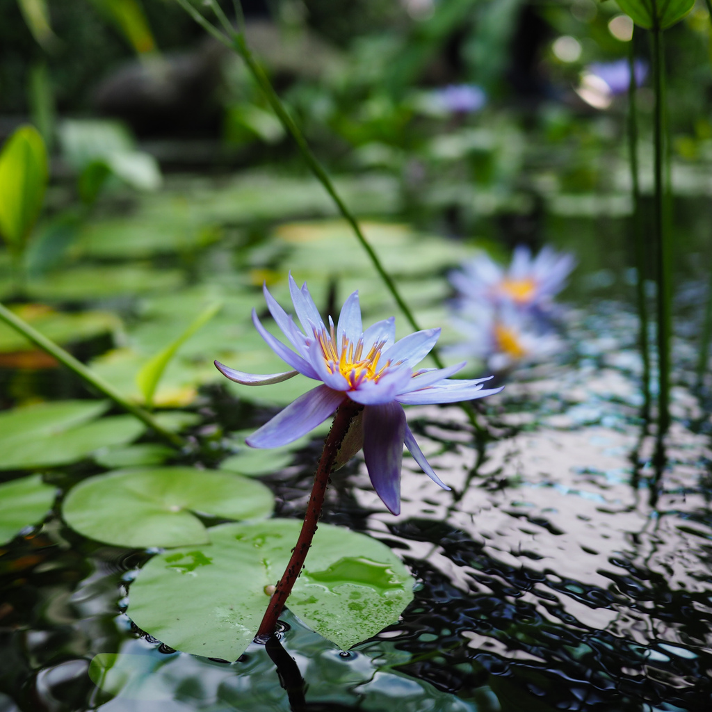 Cairns Botanic Gardens (2)