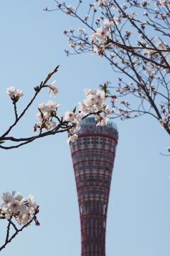 春のポートタワー