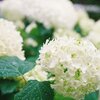桜の名所の紫陽花(5)