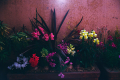 パトロールコースの花