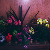 パトロールコースの花