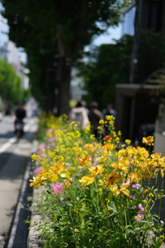 坂の街にも春が来た(1)