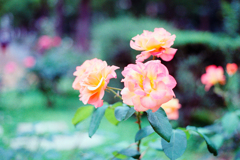 オールドレンズで薔薇でも撮ってみた(1)