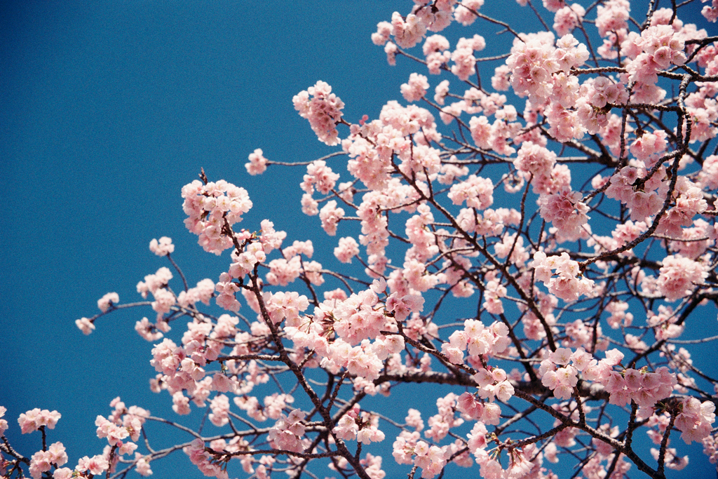 2025年の春は河津桜から
