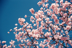 2025年の春は河津桜から