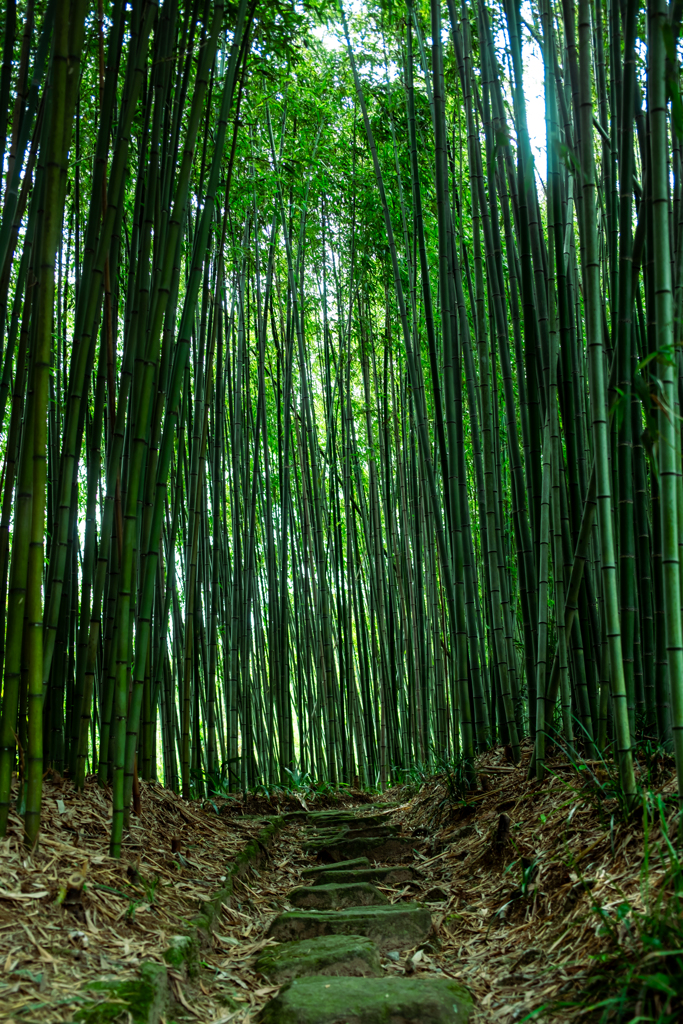 竹林の小径