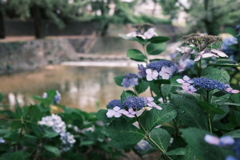桜の名所の紫陽花(3)