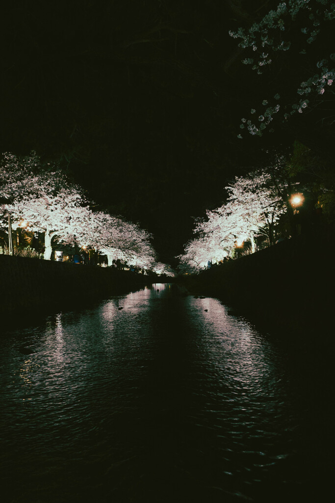 夙川夜桜(1)