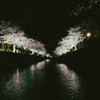 夙川夜桜(1)