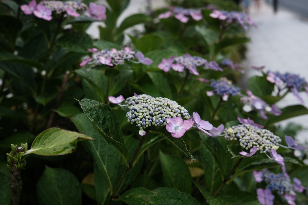 髙地の紫陽花