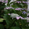 髙地の紫陽花