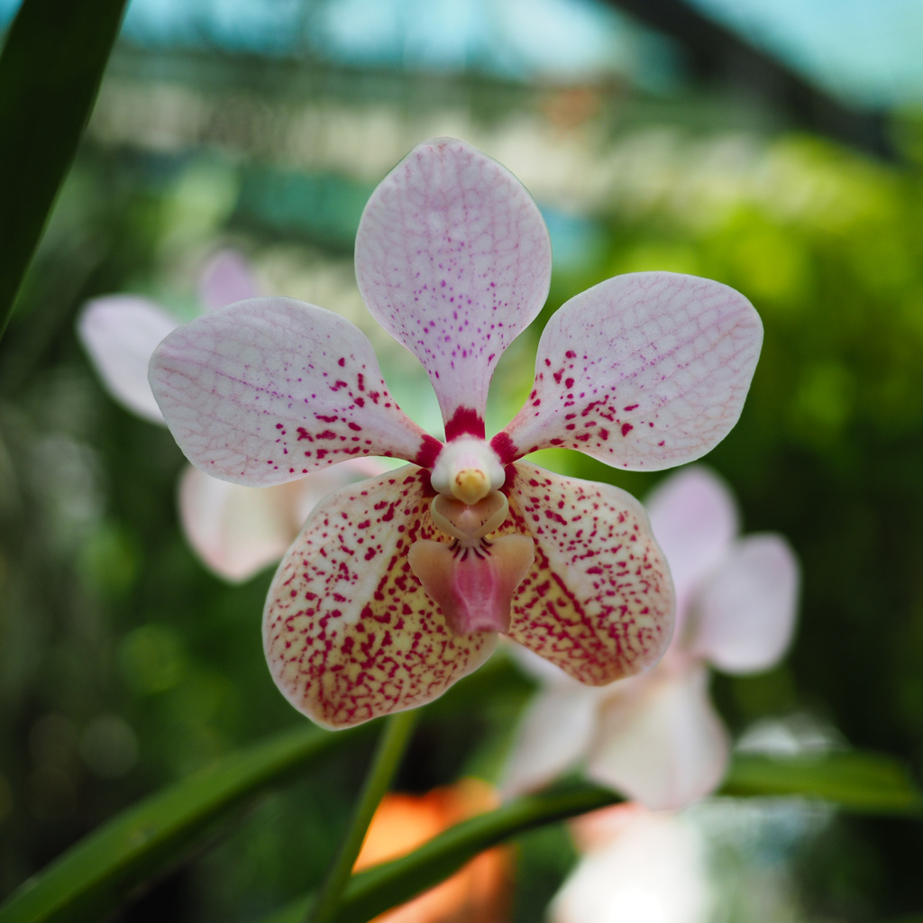 Cairns Botanic Gardens (7)