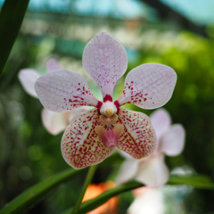 Cairns Botanic Gardens (7)