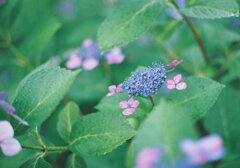 桜の名所の紫陽花(4)