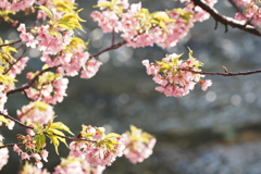 水辺の河津桜