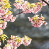 水辺の河津桜
