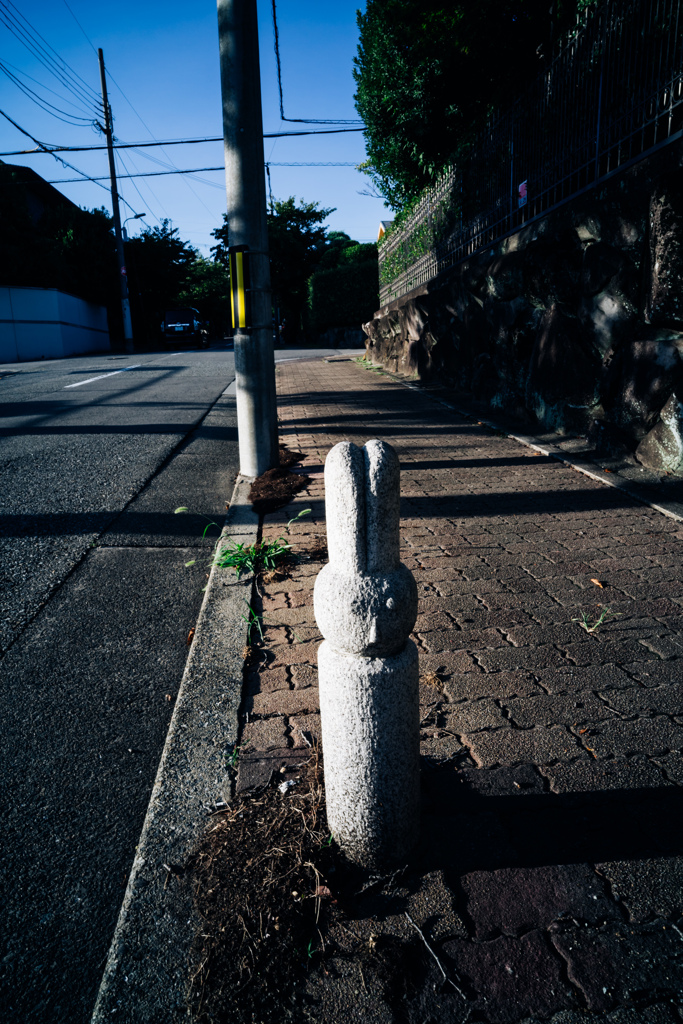 住宅街の謎のウサギ
