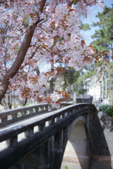 SAKURA FILM（桜をフィルムで）その3