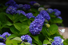 梅雨の夙川