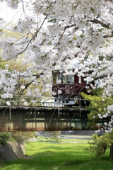 桜と阪急電車