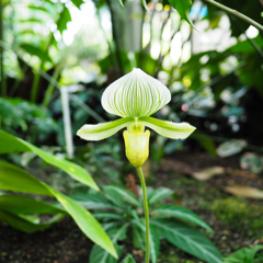 Cairns Botanic Gardens (5)