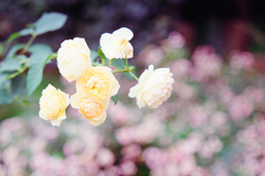 オールドレンズで薔薇を撮ってみた(3)