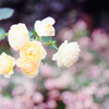 オールドレンズで薔薇を撮ってみた(3)