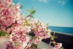 SAKURA FILM（桜をフィルムで）その2