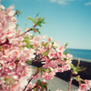 SAKURA FILM（桜をフィルムで）その2